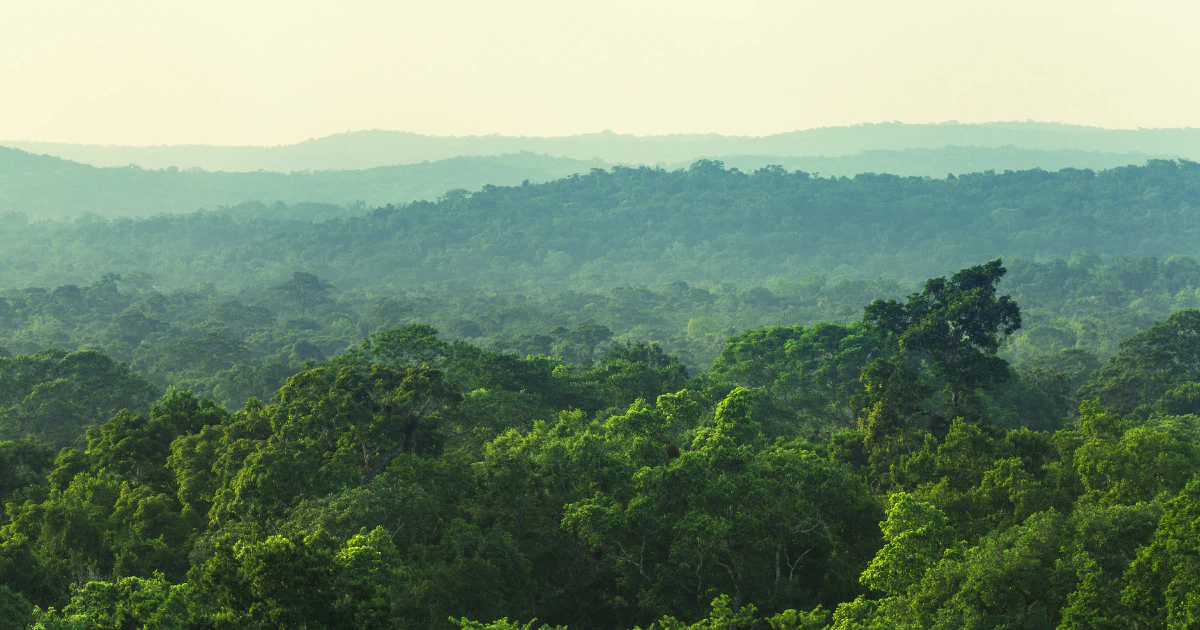 A birds-eye shot off a vast jungle.